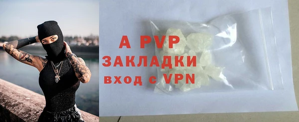 прущие грибы Гусиноозёрск